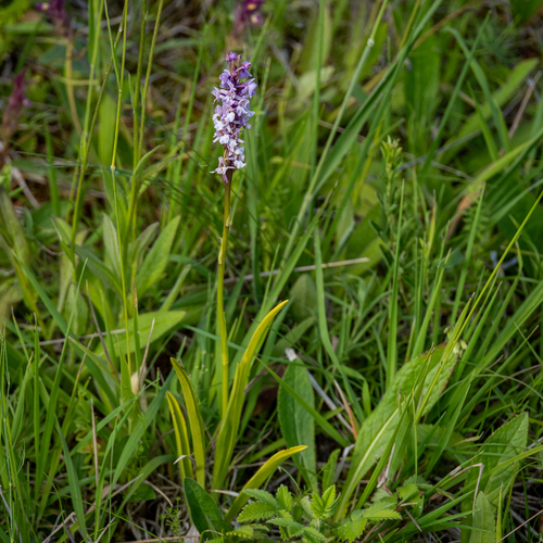 Fragrant orchid (Gymnadenia conopsea)