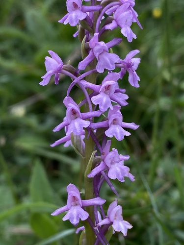 Fragrant orchid (Gymnadenia conopsea)