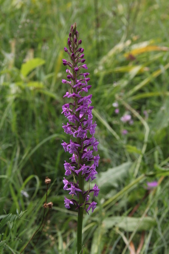 Fragrant orchid (Gymnadenia conopsea)