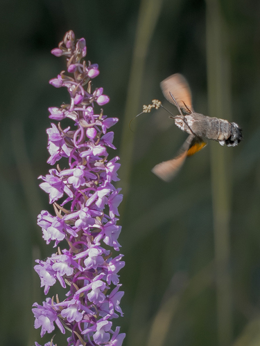Fragrant orchid
