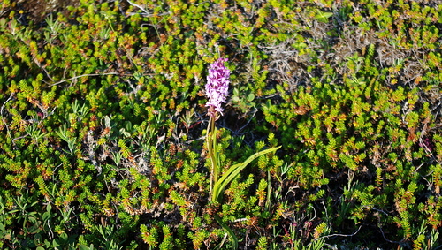 Fragrant orchid (Gymnadenia conopsea)