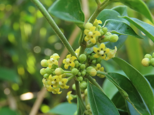 Miracle fruit (Gymnema sylvestre)
