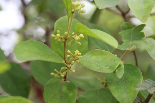 Miracle fruit (Gymnema sylvestre)