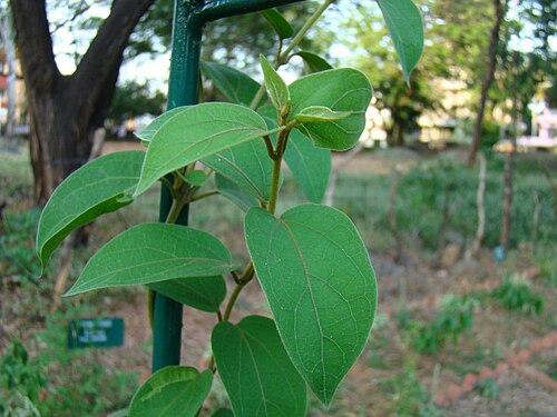 Miracle fruit: ചക്കരക്കൊല്ലി