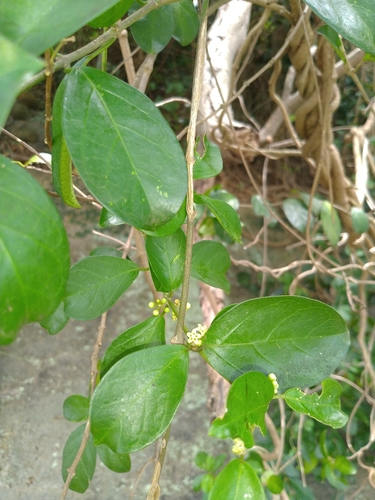Miracle fruit (Gymnema sylvestre)