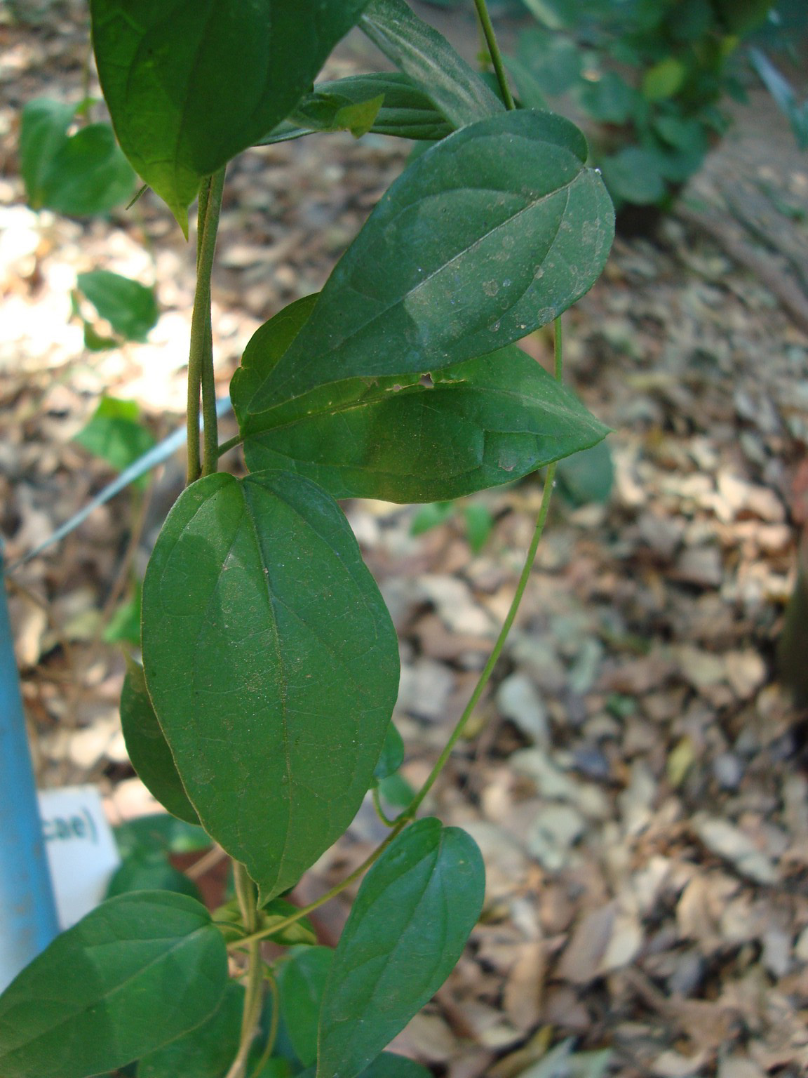 Miracle fruit: gymnema sylvestre, at Thrissur, Kerala, India