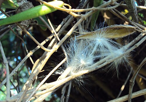 Miracle fruit: Gymnema sylvestre beans sending seeds out. ചക്കരക്കൊല്ലി