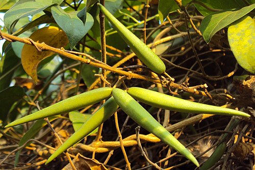 Miracle fruit: Gymnema sylvestre beans. ചക്കരക്കൊല്ലി