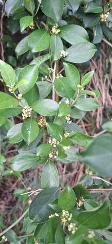 Miracle fruit (Gymnema sylvestre)
