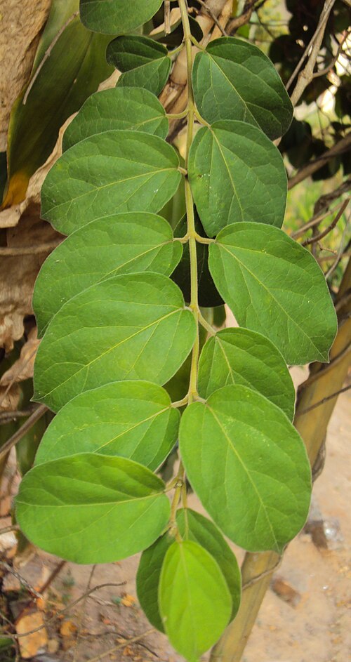 Miracle fruit: Gymnema sylvestre. ചക്കരക്കൊല്ലി