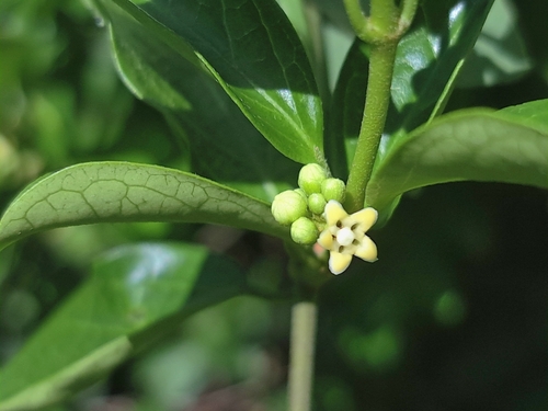 Miracle fruit (Gymnema sylvestre)