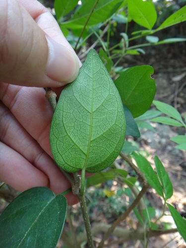 Miracle fruit (Gymnema sylvestre)