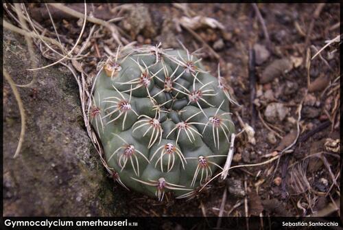 Cactus (Gymnocalycium amerhauseri)