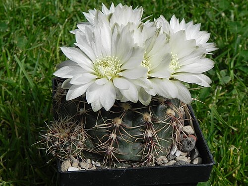Cactus: Photo of the cactus Gymnocalycium altagraciense STO223 Bozsing ex Schütz, taken from a plant in cultur, with flowers.