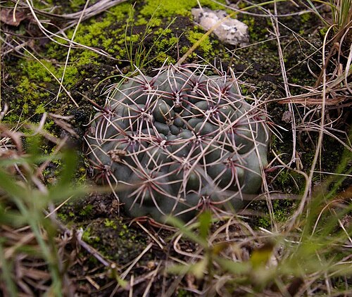 Cactus: Gymnocalycium amerhauseri, Córdoba, AR, 2025-03-26 (iNaturalist).