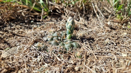 Cactus (Gymnocalycium amerhauseri)