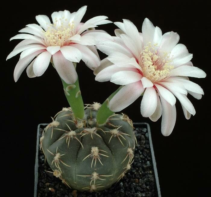 Cactus: Gymnocalycium amerhauseri