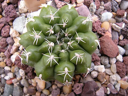 Cactus: Gymnocalycium taningaense ( Gymnocalycium altagraciense ) (c-3313). Argentina. Photographed at Volunteer Park Conservatory, Seattle, Washington.