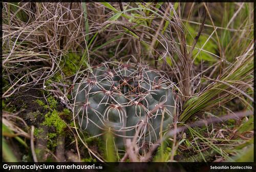 Cactus (Gymnocalycium amerhauseri)