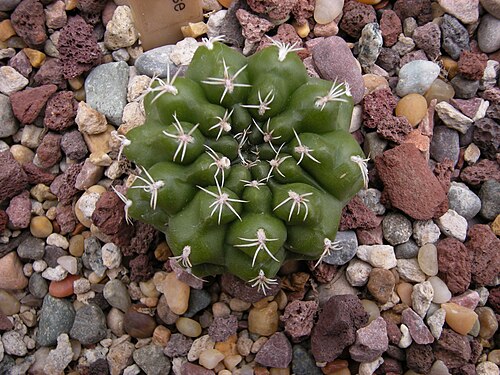 Cactus: Gymnocalycium taningaense ( Gymnocalycium altagraciense ) (c-3313). Argentina. Photographed at Volunteer Park Conservatory, Seattle, Washington.
