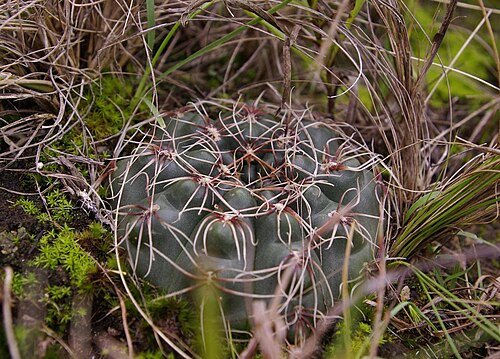 Cactus: Gymnocalycium amerhauseri, Córdoba, AR, 2025-03-26 (iNaturalist).