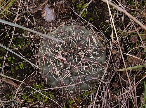 Cactus: Gymnocalycium amerhauseri, Córdoba, AR, 2025-03-26 (iNaturalist).