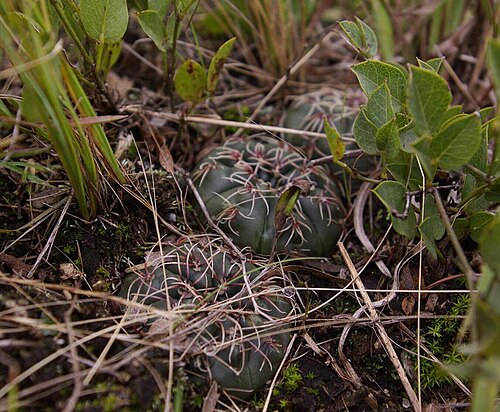Cactus: Gymnocalycium amerhauseri, Córdoba, AR, 2025-03-26 (iNaturalist).