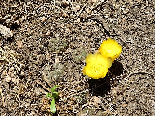 Gymnocalycium andreae: Gymnocalycium andreae, San Alberto, Córdoba, Argentina, 2023-11-05 (iNaturalist).
