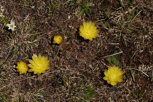 Gymnocalycium andreae: Gymnocalycium andreae, Santa María Department, Cordoba, Argentina, 2017-11-05 (iNaturalist).