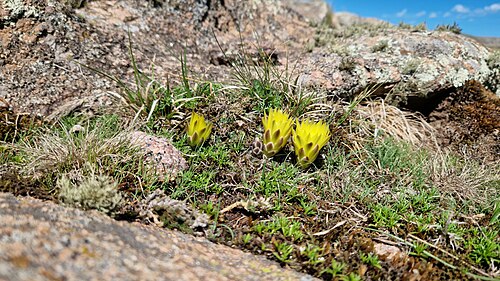 Gymnocalycium andreae: Gymnocalycium andreae, Punilla Department, Córdoba Province, Argentina, 2024-11-14 (iNaturalist).