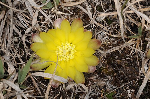 Gymnocalycium andreae: Gymnocalycium andreae, Santa María Department, Cordoba, Argentina, 2017-11-05 (iNaturalist).