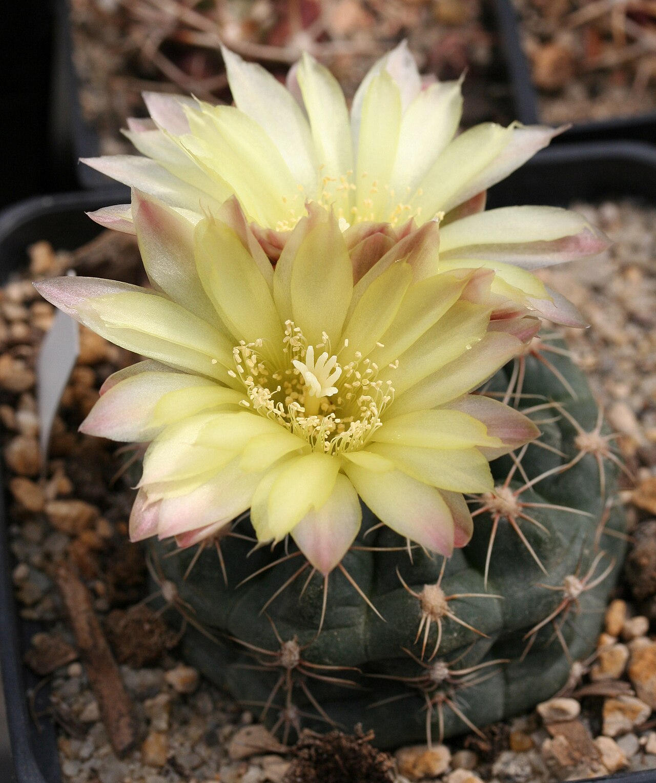 Gymnocalycium andreae: Gymnocalycium andreae
