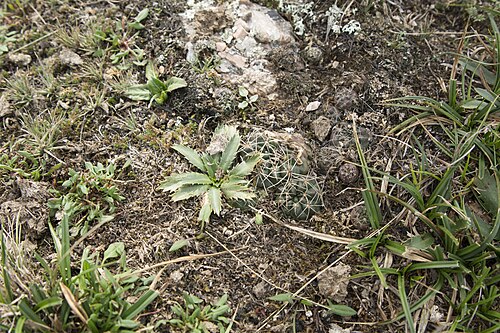 Gymnocalycium andreae: Gymnocalycium andreae, San Alberto, Córdoba, Argentina, 2018-04-11 (iNaturalist).