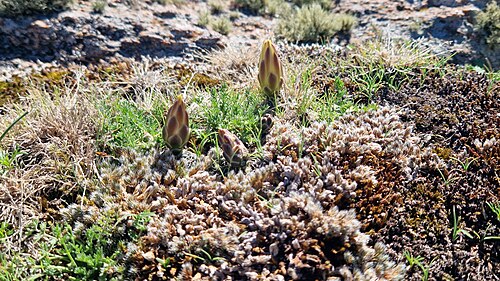 Gymnocalycium andreae: Gymnocalycium andreae, Punilla Department, Córdoba Province, Argentina, 2024-11-14 (iNaturalist).