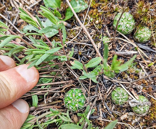 Gymnocalycium andreae: Gymnocalycium andreae, San Alberto, Córdoba, Argentina, 2025-12-02 (iNaturalist).