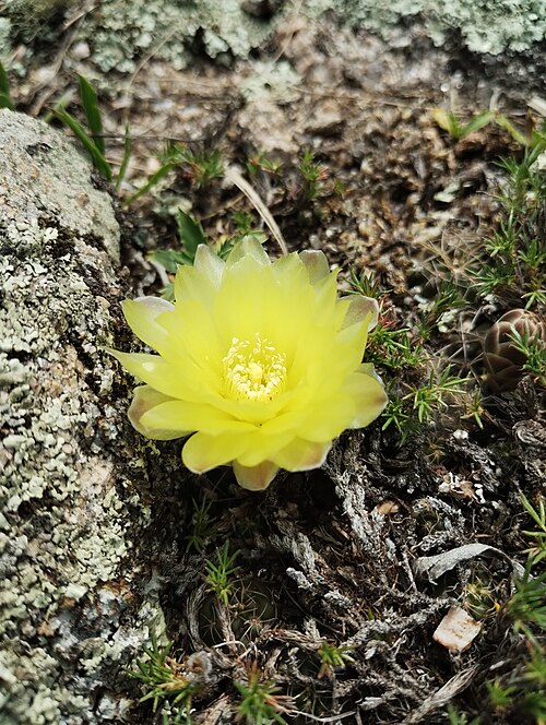 Gymnocalycium andreae: Gymnocalycium andreae, Punilla, Córdoba, Argentina, 2024-11-16 (iNaturalist).
