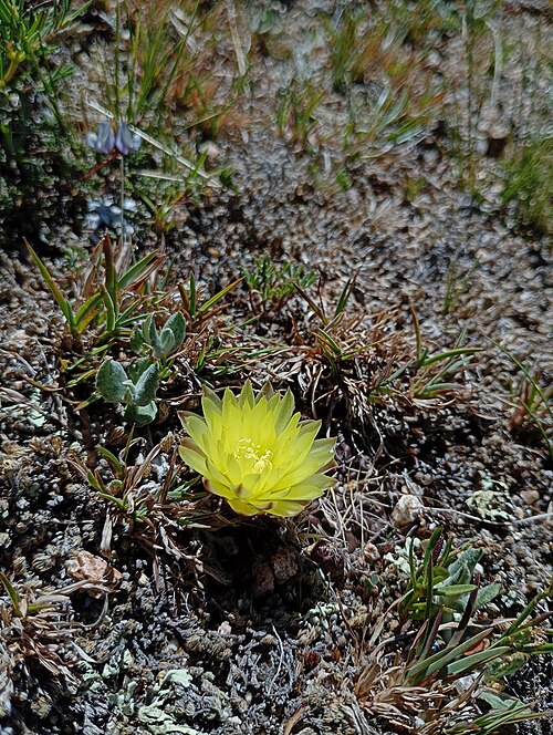 Gymnocalycium andreae: Gymnocalycium andreae, Santa María, AR-CB, AR, 2025-11-21 (iNaturalist).
