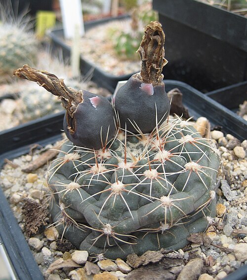 Gymnocalycium andreae: Gymnocalycium andreae , fruits