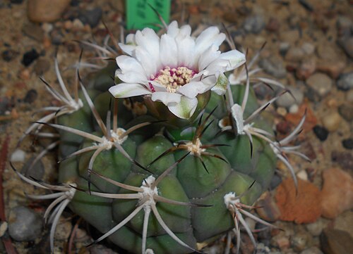 Gymnocalycium anisitsii: Gymnocalycium anisitsii , Ogród Botaniczny UMCS w Lublinie.