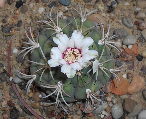 Gymnocalycium anisitsii: Gymnocalycium anisitsii , Ogród Botaniczny UMCS w Lublinie.