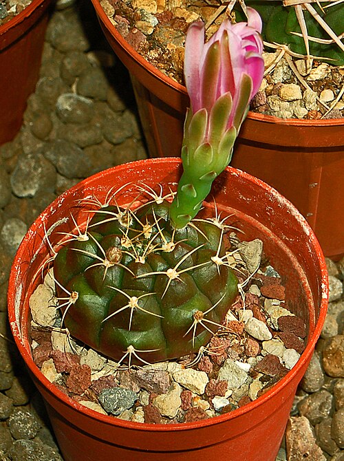 Gymnocalycium anisitsii: Gymnocalycium anisitsii at the Orto Botanico dell'Università di Genova