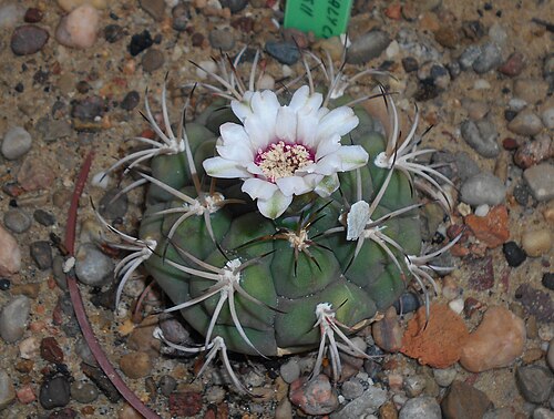 Gymnocalycium anisitsii: Gymnocalycium anisitsii , Ogród Botaniczny UMCS w Lublinie.