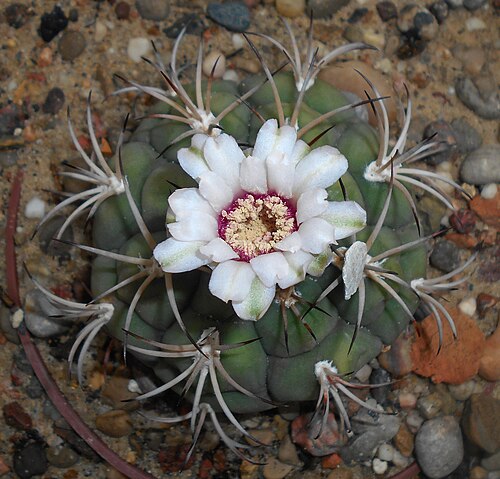 Gymnocalycium anisitsii: Gymnocalycium anisitsii , Ogród Botaniczny UMCS w Lublinie.