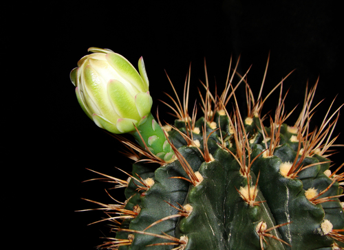 Gymnocalycium anisitsii (Gymnocalycium anisitsii)