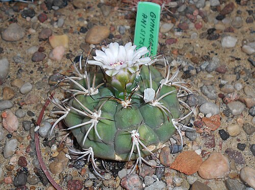 Gymnocalycium anisitsii: Gymnocalycium anisitsii , Ogród Botaniczny UMCS w Lublinie.