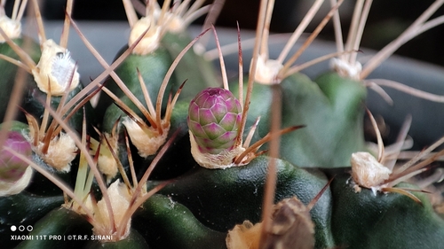 Gymnocalycium anisitsii (Gymnocalycium anisitsii)