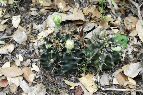 Gymnocalycium anisitsii (Gymnocalycium anisitsii)