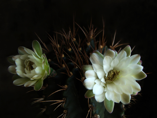 Gymnocalycium anisitsii (Gymnocalycium anisitsii)