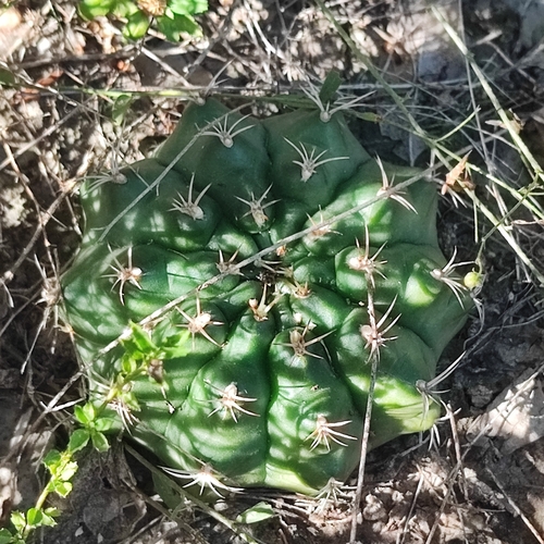Gymnocalycium anisitsii (Gymnocalycium anisitsii)