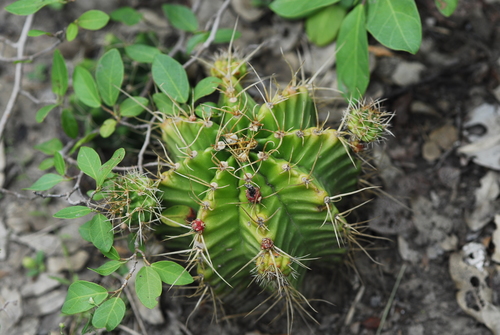 Gymnocalycium anisitsii (Gymnocalycium anisitsii)